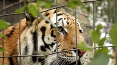 Chlapcovi tiger v ZOO odhryzol ruku. Video nevhodné pre maloletých