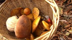 Vyvraciame najčastejšie mýty o hubách