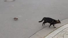 Tom a Jerry v skutočnom živote: Mačka a potkan si vymenili tradičné úlohy