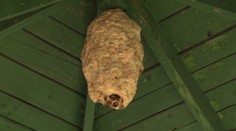 Gigantické sršie hniezdo, z ktorého ide strach. Takto ho likvidovali