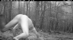 Čech, ktorý sa zmenil na tigra, je iba výmyslom Poliakov. Fotky vznikli v lesoch vo Virgínii