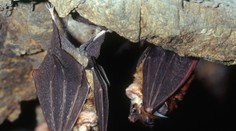Austrálčan zomrel po uhryznutí netopierom. Zákerný vírus ho zabil aj napriek rýchlemu zásahu lekárov