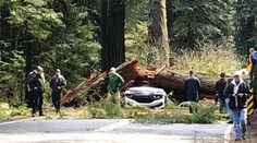 Spoločného víkendu sa nedočkali. Manželov počas jazdy zabil obrovský strom