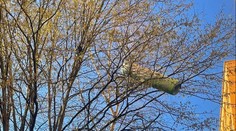 FOTO: Dobrovoľní hasiči z Prešova mali plné ruky práce s lietajúcim kobercom. Pristál na strome