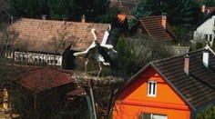 Drsný súboj na Liptove, ktorý s napätím sledovali na kamere. Bociany si to rozdali v hniezde