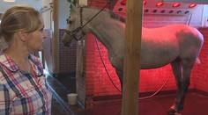 Navštívili sme unikátny wellness. Prečo musia kone relaxovať?