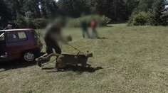 Poľská polícia pátra po pume a jej majiteľovi, ktorí utiekli do lesa