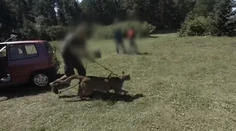 Poľská polícia pátra po pume a jej majiteľovi, ktorí utiekli do lesa