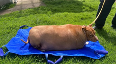 Žena z Nového Zélandu smeruje za mreže. Pes sa nemohol hýbať, vykŕmila ho k smrti