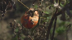 Prichádzajú mrazy a záhradkárom sa kráti čas. S oberaním zeleniny a ovocia už nemôžu čakať
