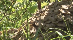 Hubári čakajú na rozbeh sezóny. Dôchodca zo Svidníka sa však už chváli úlovkom z vlastnej záhrady