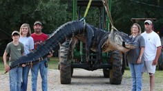 V Alabame chytili najväčšieho aligátora na svete
