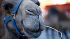 Auto narazilo do ťavy, nehodu neprežili piati ľudia