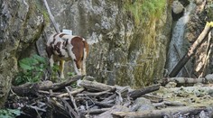 FOTO a VIDEO: Nikto nevie, ako sa tam dostala. Na ferate Kyseľ v Slovenskom raji uviazla krava
