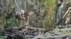 FOTO a VIDEO: Nikto nevie, ako sa tam dostala. Na ferate Kyseľ v Slovenskom raji uviazla krava