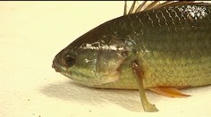 Neuveríte, kým neuvidíte: Austrálčanov plašia chodiace ryby!