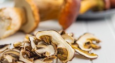 Nie všetky huby sa dajú sušiť. Niektoré strácajú chuť, iné môžu byť nebezpečné