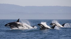 Kanada zakázala odchyt a chov delfínov a veľrýb