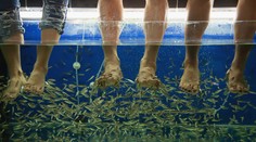 Pedikúra s rybkami sa premenila na horor: Žena skončila bez prstov