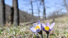 Marec bol v Európe historicky najteplejší od začiatku meraní. Extrémy padali aj na Slovensku