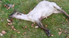 Masaker v košiari: Nikto nevie, čo za monštrum to bolo!