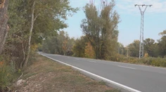 Stromy sa nakláňajú priamo nad cestu. Miestni varujú pred možnou tragédiou