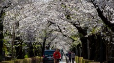 Dôsledok zmeny klímy. Sakury v Japonsku rozkvitli najskôr za ostatných 1200 rokov