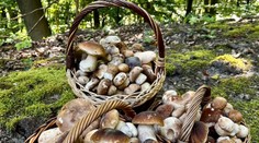 Blíži sa vrchol hubárskej sezóny. Podľa odborníka už čoskoro príde zlom (+ mapa výskytu)