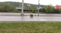 VIDEO: Sympatický párik diviakov sa vybral na nákup do obchodného centra v Bratislave