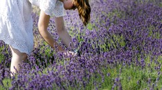 Slovenské Provensálsko. Na týchto miestach si môžete sami nazbierať levandule (+ mapa)