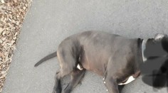 Útok dvoch psov na staršiu pani so psíkom pri Trnave: Policajti ich museli zastreliť