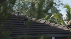 Ničia záhrady, autá aj spánok. Predmestie amerického veľkomesta terorizujú premnožené a hlučné pávy