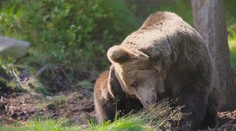 Odborníci sa obávajú, že stretov s medveďom bude viac. O hroznom zážitku hovorí aj skúsený horár
