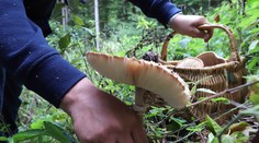 Hubárska sezóna stále trvá. Pozor však na hubu, ktorú si ľudia často mýlia aj s bedľou