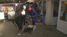 Verné až za hrob, no človek im to neraz strpčí. Vianočná nálada zavládla aj do útulkov zvierat