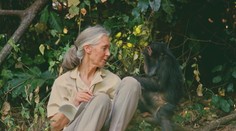 Čo máme spoločné so šimpanzmi a čo by sme sa od nich mali naučiť? Odpovedá svetoznáma biologička