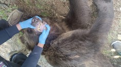 Jedného z medveďov, ktorý demoloval ružomberský cintorín a desil miestnych, usmrtili