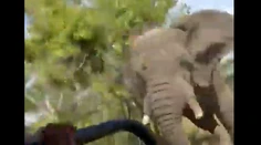 VIDEO: Smrtiaci útok slona na autobus plný turistov. Jedna žena jeho besnenie neprežila