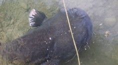 Ľudí na bratislavskom Draždiaku prekvapil obrovský sumec. Jeho miery šokujú