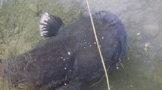 Ľudí na bratislavskom Draždiaku prekvapil obrovský sumec. Jeho miery šokujú