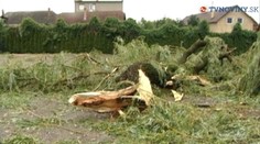 Smršť spôsobila v Čečejovciach skazu. Utrpela aj 100-ročná vŕba