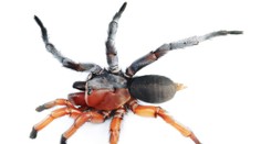 Ako keby niekto zošil dve polovice úplne odlišných tvorov. Novoobjavený druh pavúka klame telom