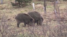 Slovensko je v zajatí afrického moru ošípaných: Veterinári už prijali opatrenia