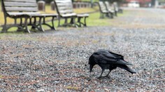 Dravcami na kŕdle vtákov. Havrany v centre Zlatých Moraviec znepríjemňujú ľuďom život