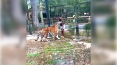 VIDEO: Nepochopiteľný hazard so životom. Žena preliezla plot vo výbehu s tigrami a chcela sa s nimi hrať