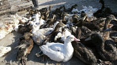 Na dvoch nemeckých farmách utratia okolo 8800 husí