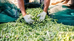 Sucho v Taliansku ohrozuje produkciu olivového oleja