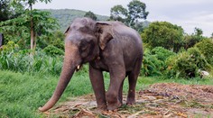 Chcú zastaviť ich množenie: Slonom vo voľnej prírode podali antikoncepciu