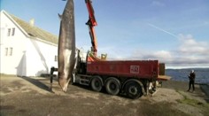 More na breh vyplavilo veľmi zriedkavý druh veľryby. Nasledovalo kruté zistenie