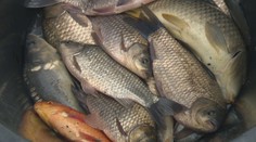 V Novej Bani lovia zo známeho tajchu ryby a premiestňujú ich. Rekreanti sa tam tak skoro neokúpu